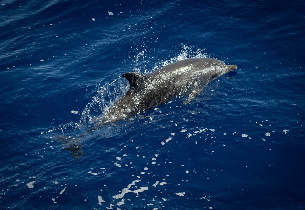 Dolphin Watching